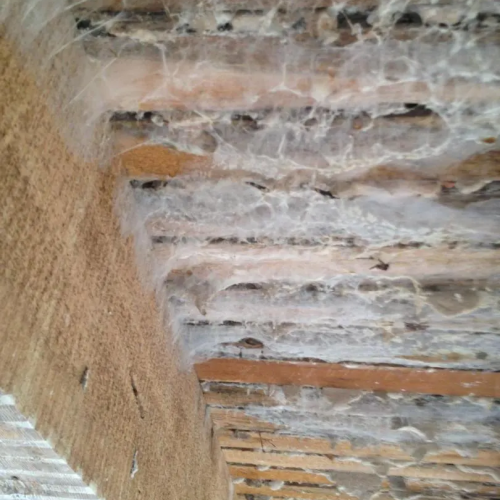 infestation de mérule ou d'un autre champignon lignivore