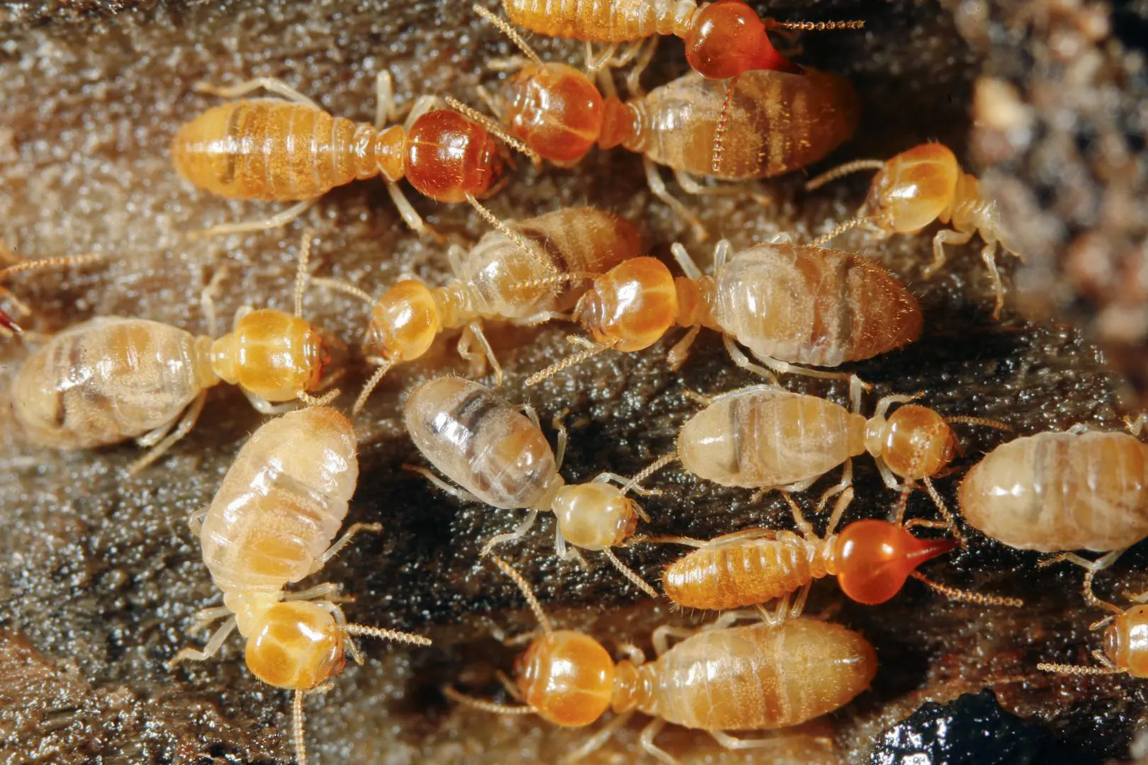 Les termites sont des insectes xylophages nuisibles du bois creusant des galeries, le traitement préventif et curatif permet une éradication complète
