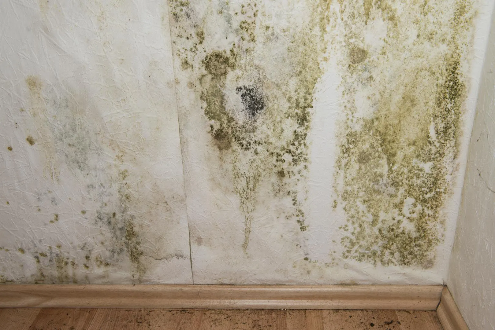 mur humide recouvert de moisissures