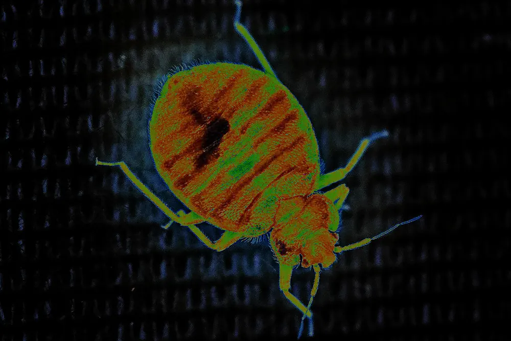 Punaise de lit uv détection