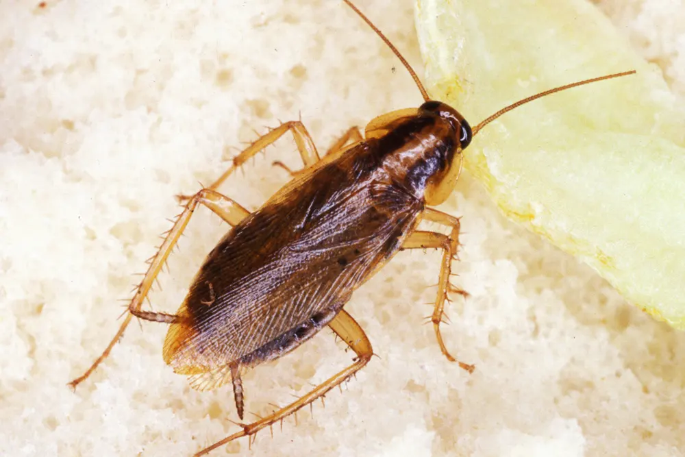 Blatte germanique