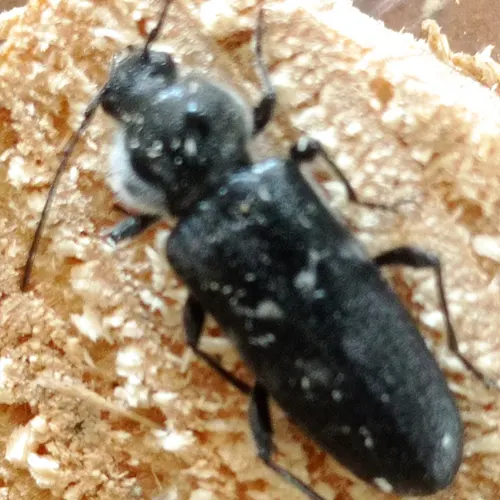 capricorne des maisons