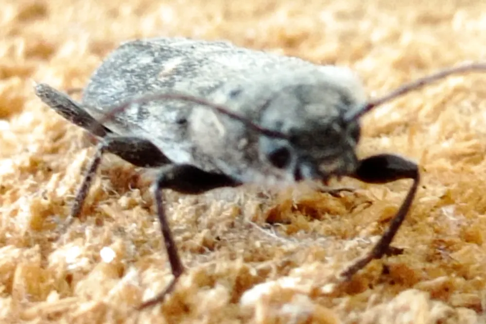 Capricorne Insecte ou capricorne des maisons