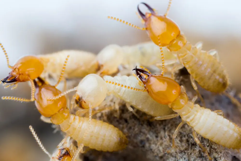 Colonie de termites souterrains