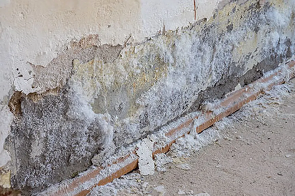 Murs humides